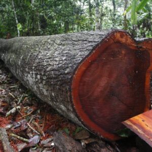 Mahogany