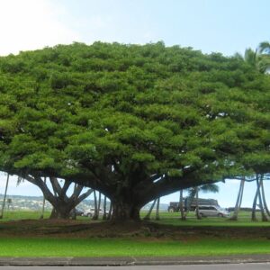 Raintree