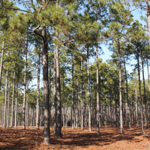 Pine