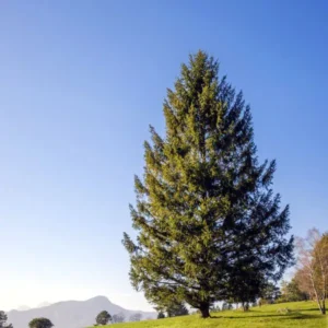 Spruce